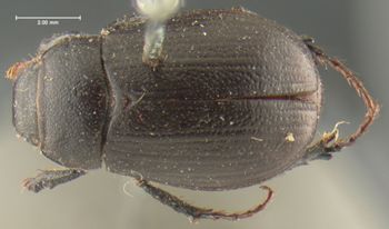 Media type: image;   Entomology 24797 Aspect: habitus dorsal view